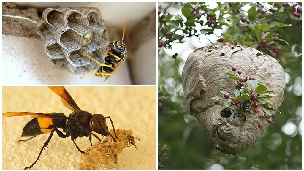 Осы и пчелы – мироустройство меняется.
часть 2.

