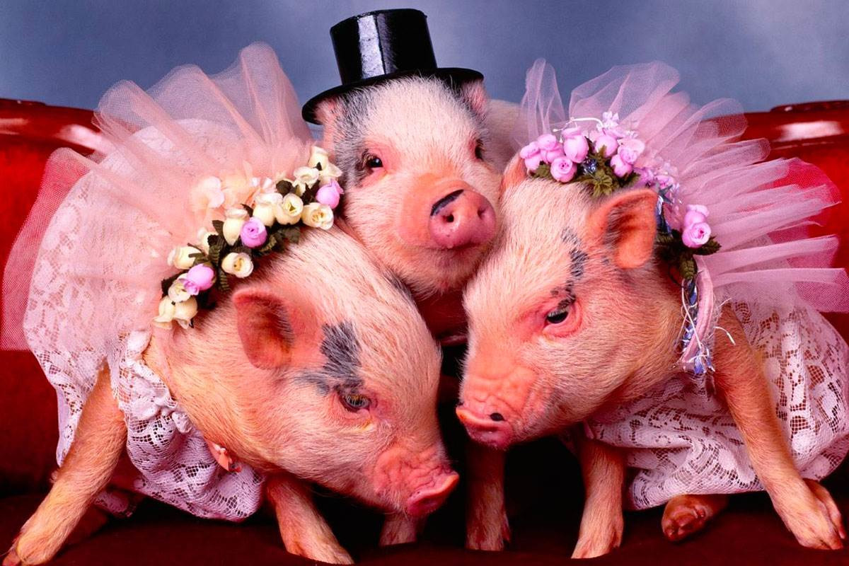 В новый год свиньи как помочь себе, своей семье и отношениям!